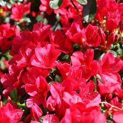 Azalea japonica 'Ward's Ruby'